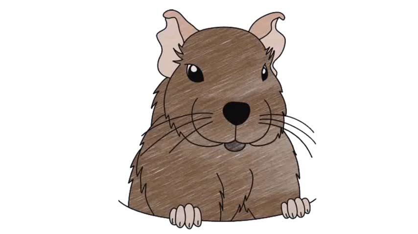 How To Draw A Degu - My How To Draw