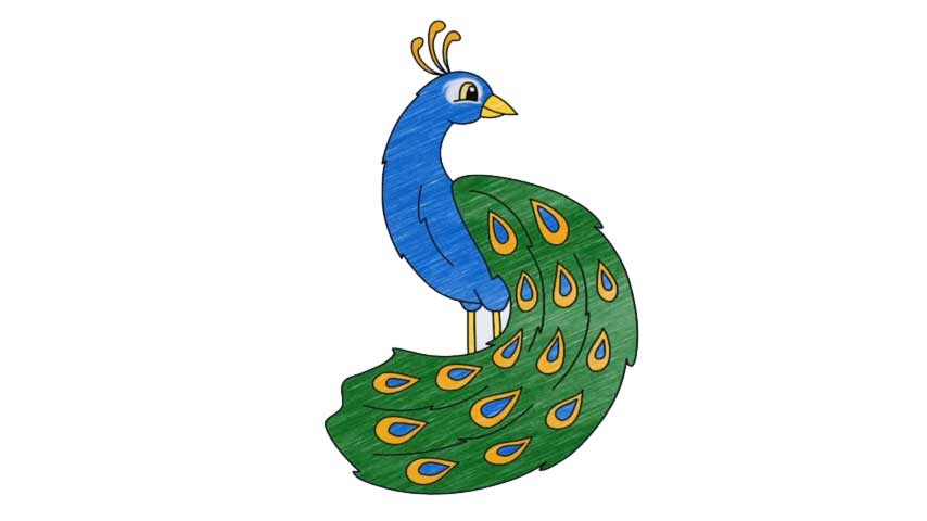 Featured image of post How To Draw A Peacock Head : Extend one long and one short curved line from the head, outlining the gracefully curving neck.