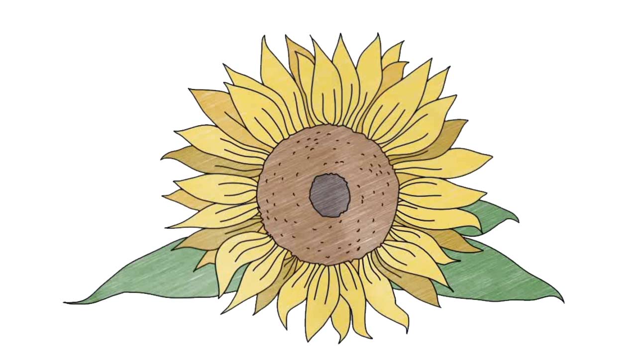 How to draw a Sunflower My How To Draw