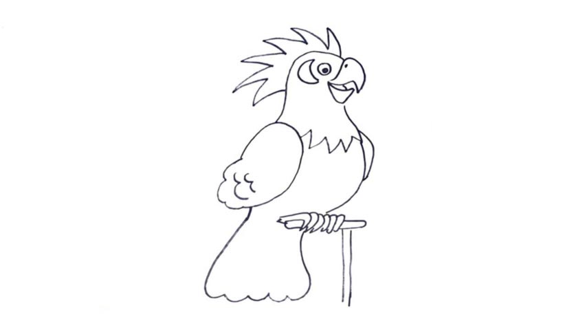 How To Draw A Parrot My How To Draw