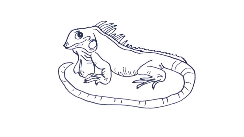 How To Draw An Iguana - My How To Draw