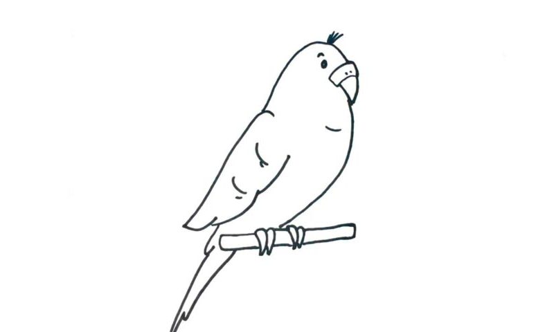 How To Draw A Parakeet - My How To Draw