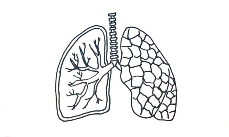 How To Draw Lungs - My How To Draw