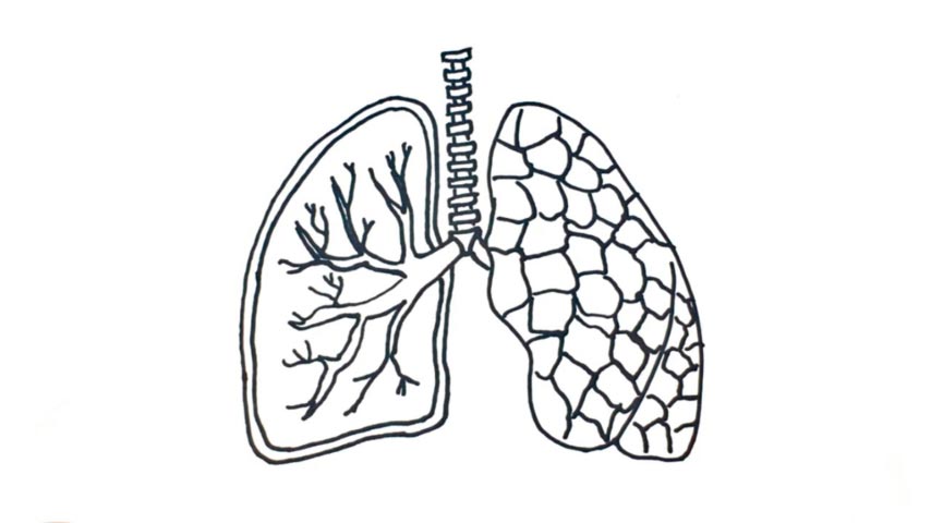 How To Draw Lungs - My How To Draw