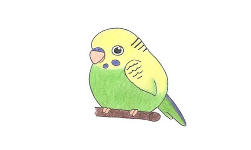 How To Draw A Parakeet Cartoon | Images and Photos finder