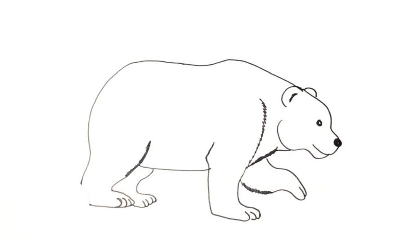 How To Draw A Polar Bear - My How To Draw