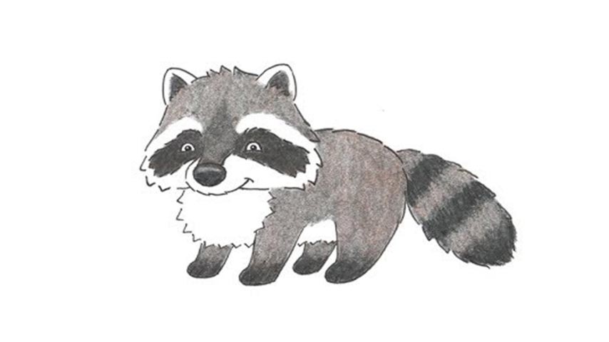 How To Draw A Raccoon - My How To Draw