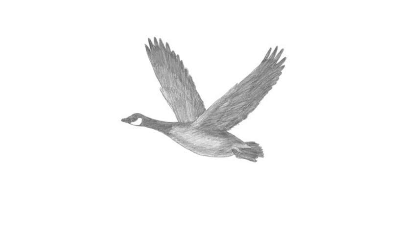 How To Draw A Canadian Goose - My How To Draw