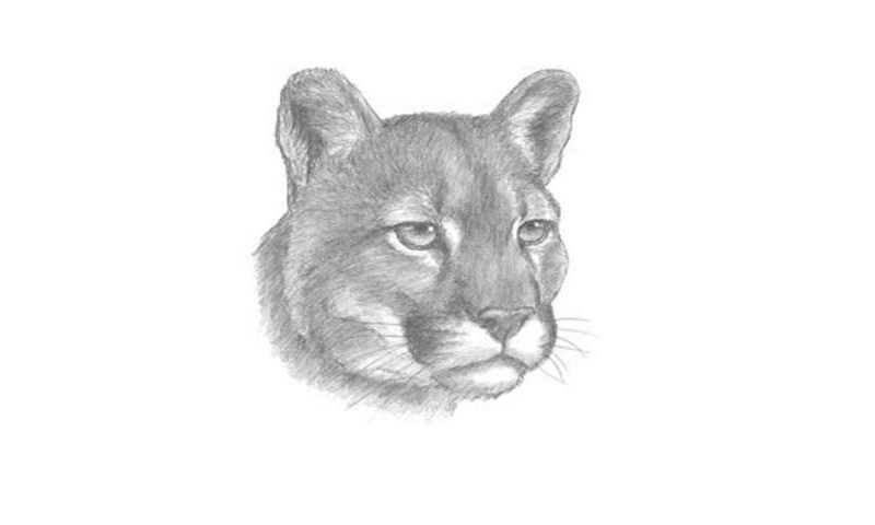 How To Draw A Cougar - My How To Draw