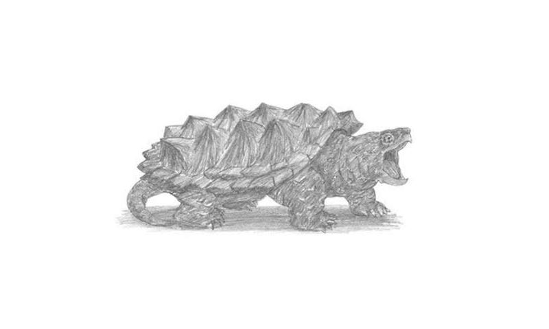 How To Draw An Alligator Snapping Turtle - My How To Draw