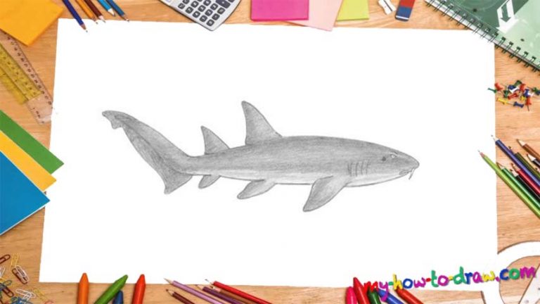 How To Draw A Nurse Shark - My How To Draw