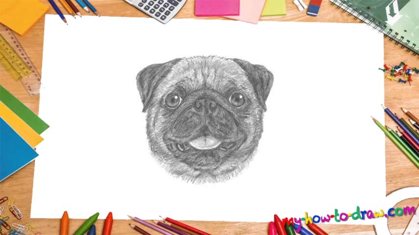 How To Draw A Pug - My How To Draw