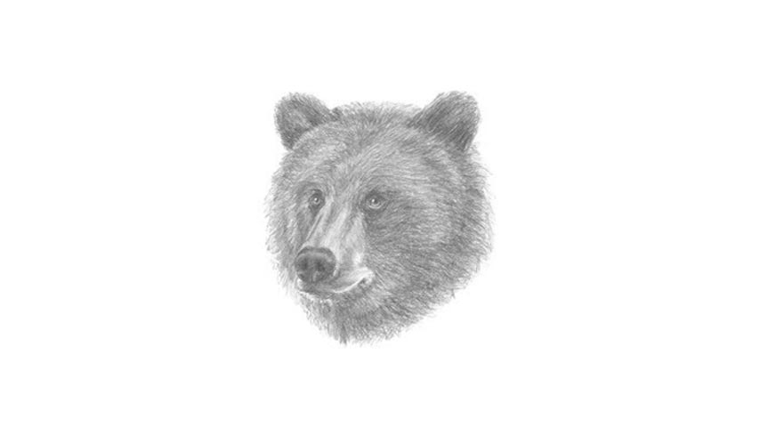 How To Draw A Bear's Head - My How To Draw