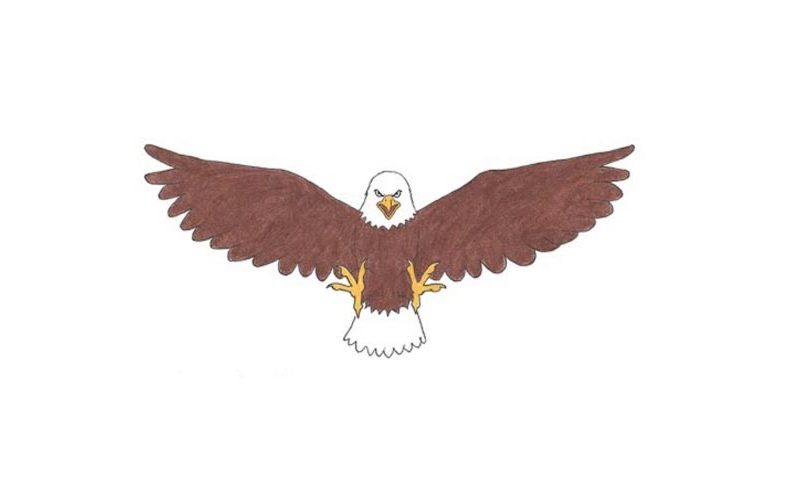 How To Draw A Cartoon Bald Eagle - My How To Draw