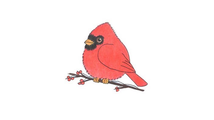 How To Draw A Cartoon Cardinal - My How To Draw