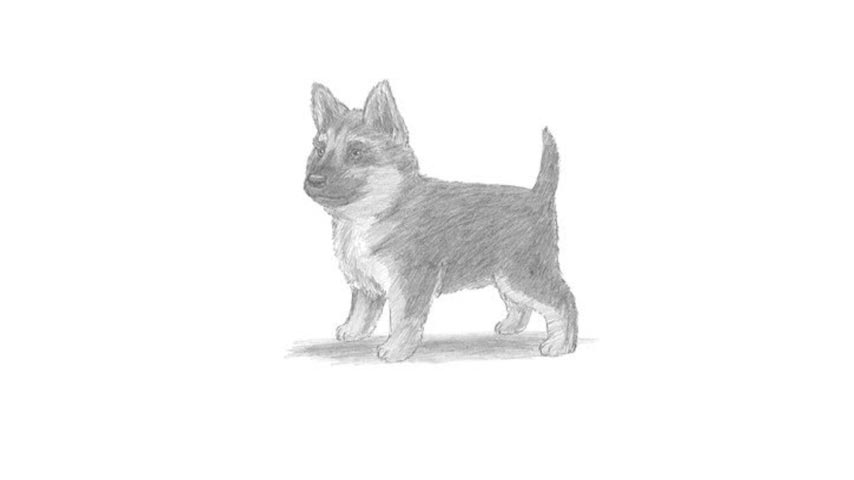 How To Draw A German Shepherd Puppy - My How To Draw