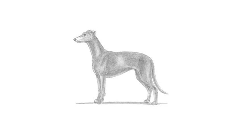 How To Draw A Greyhound Dog - My How To Draw