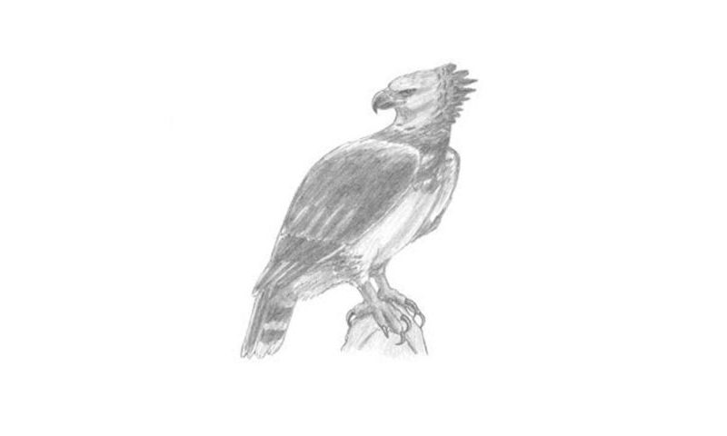 How To Draw A Harpy Eagle - My How To Draw