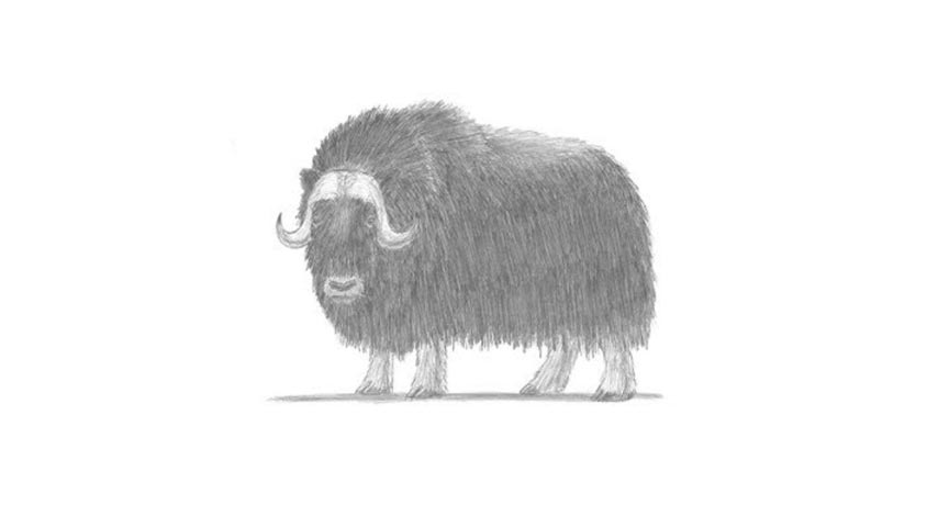 How To Draw A Musk Ox - My How To Draw