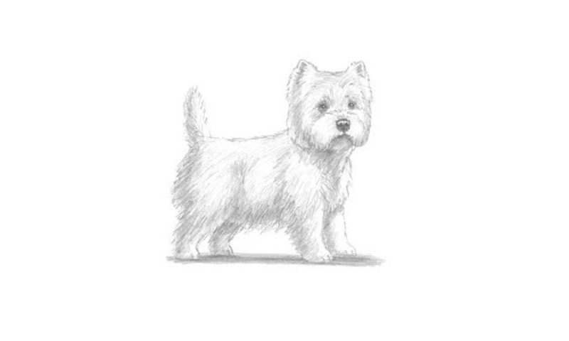 How To Draw A West Highland White Terrier Dog My How To Draw
