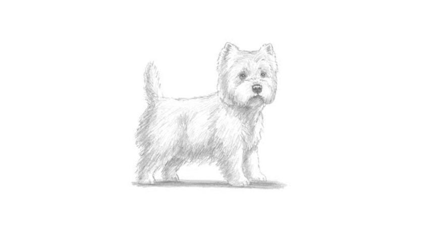 How To Draw A West Highland White Terrier Dog - My How To Draw