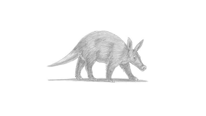 How To Draw An Aardvark - My How To Draw